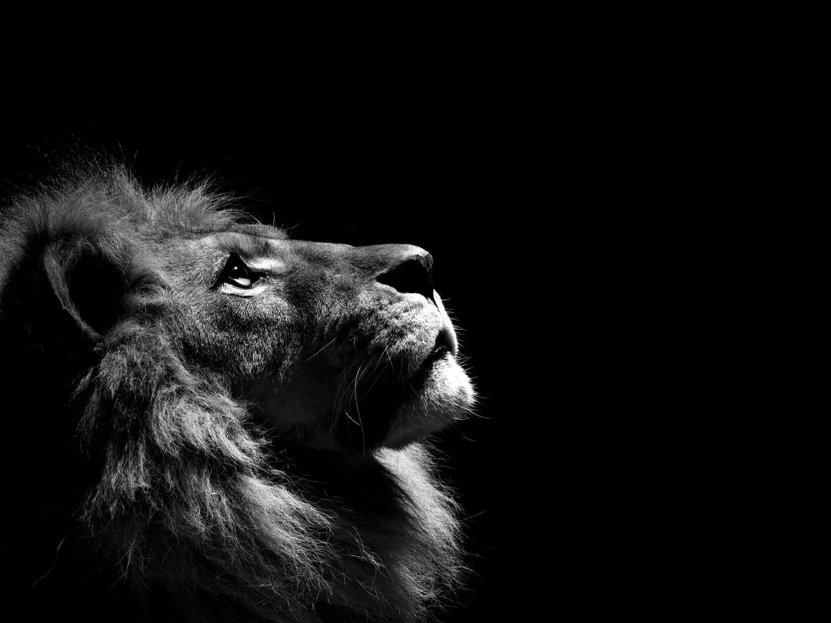 Majestic lion symbolizing the Leo zodiac sign