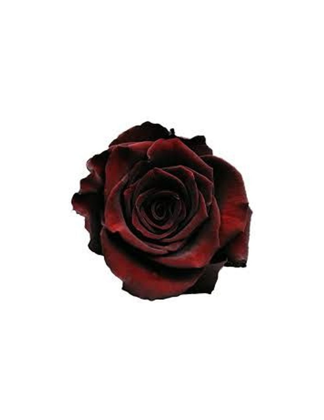 Black Baccara Rose