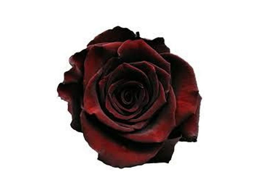 Black Baccara Rose