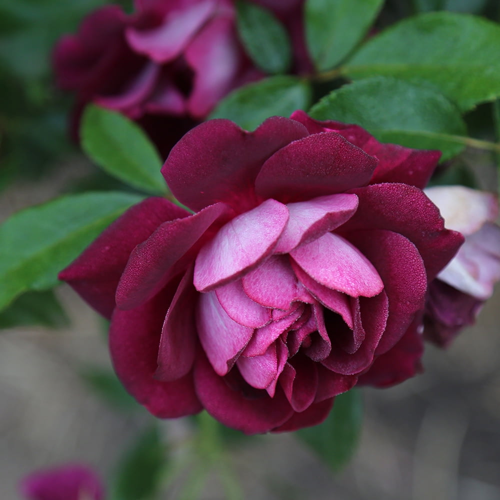 Burgundy Iceberg Rose