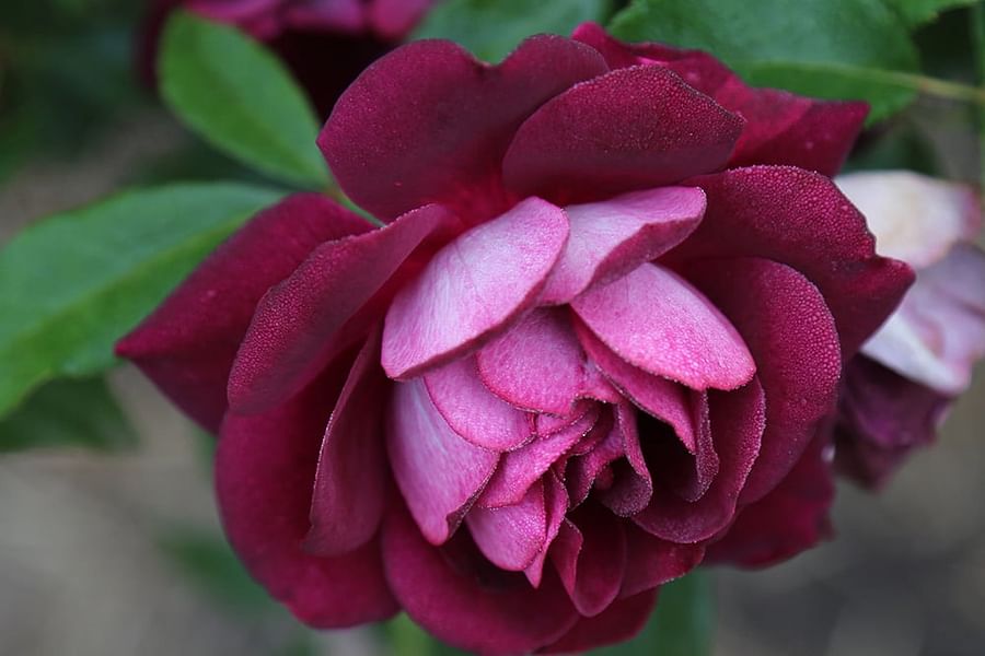 Burgundy Iceberg Rose