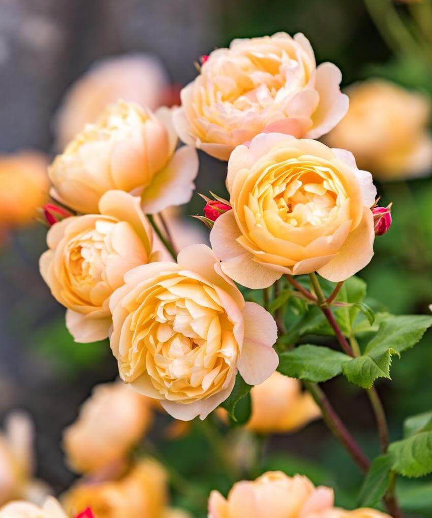 David Austin Roses