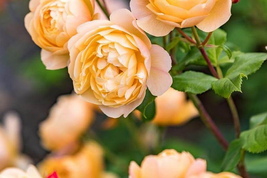 David Austin Roses