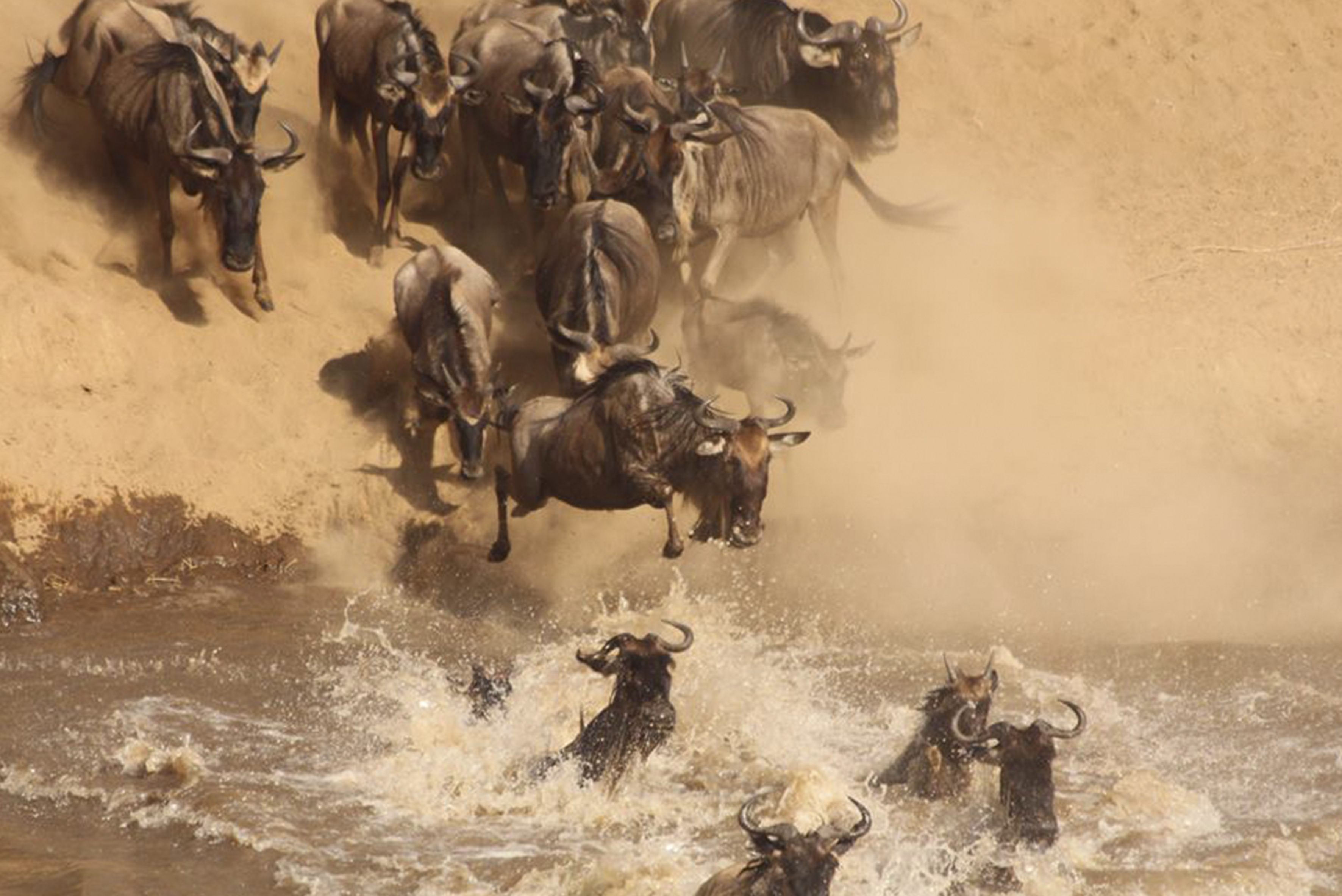Serengeti migration