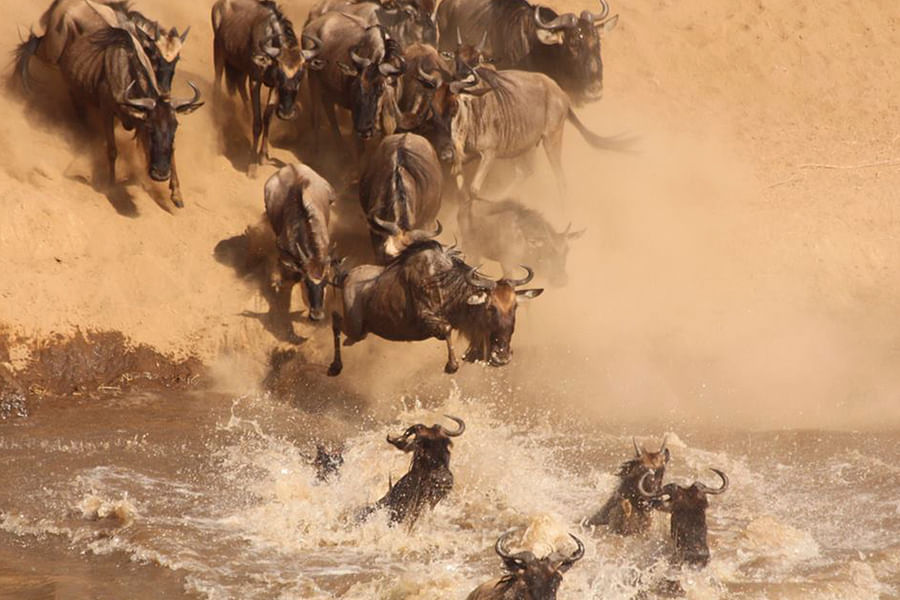 Serengeti migration
